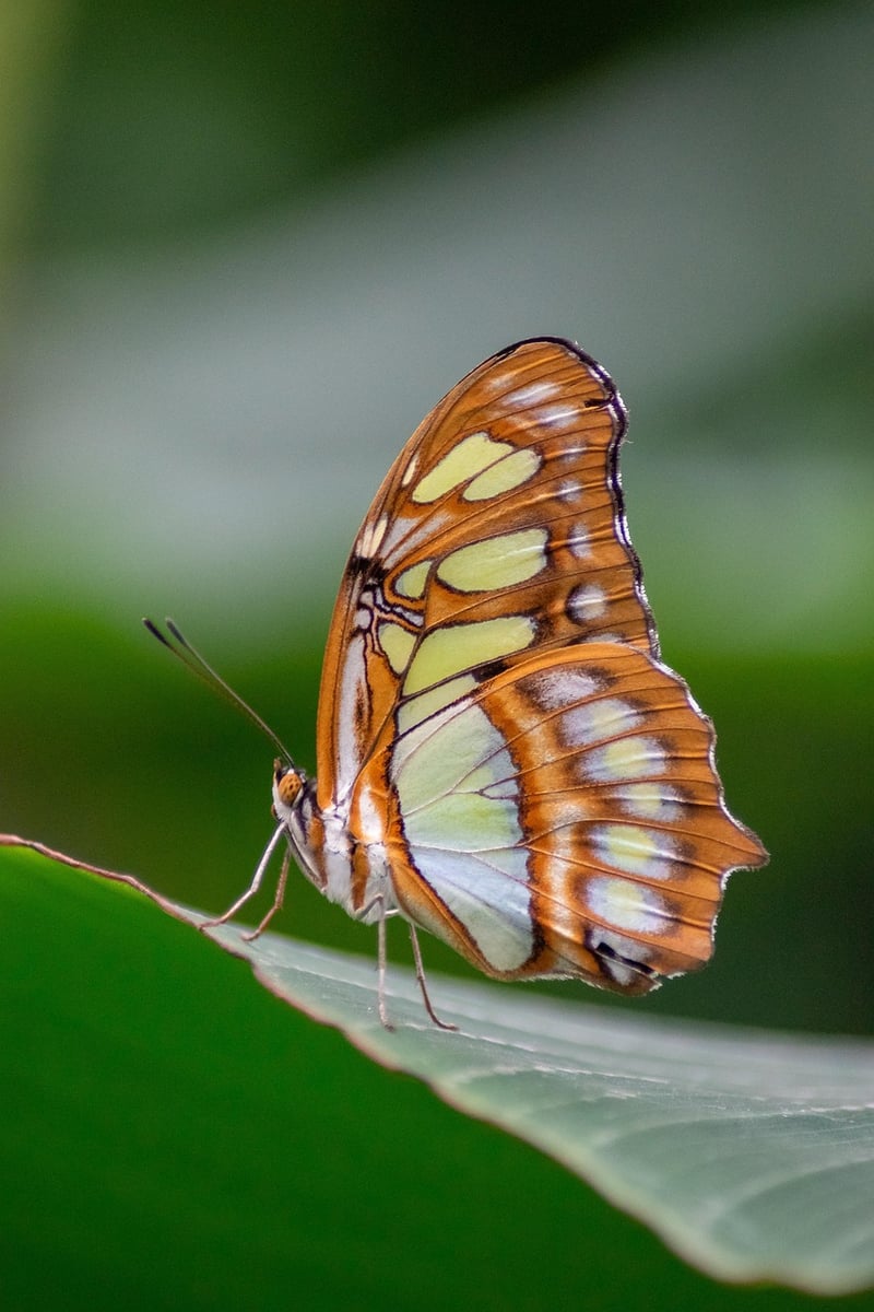 Butterfly Effects